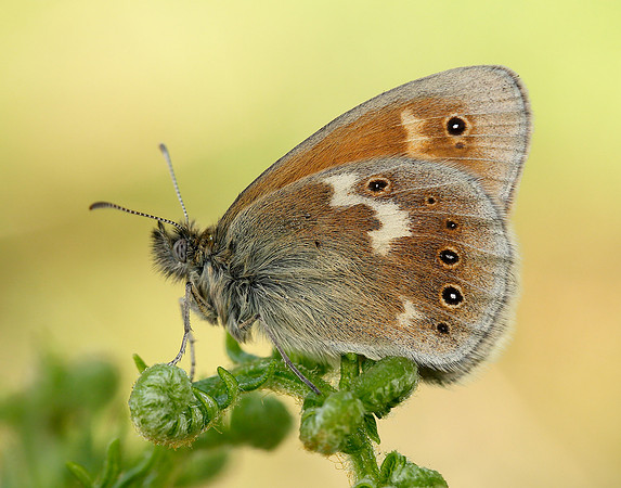 Large Heath Coenonympha tullia polydama