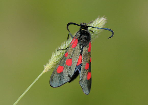 54.009 BF0171 Narrow-bordered Five-spot Burnet Zygaena lonicerae