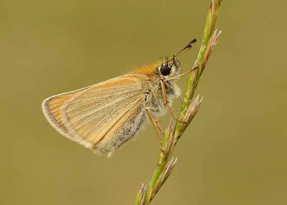 Essex Skipper Thymelicus lineola