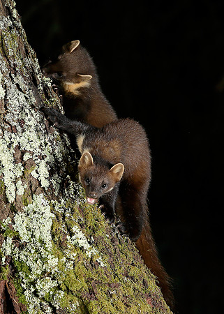 Pine Marten Martes martes