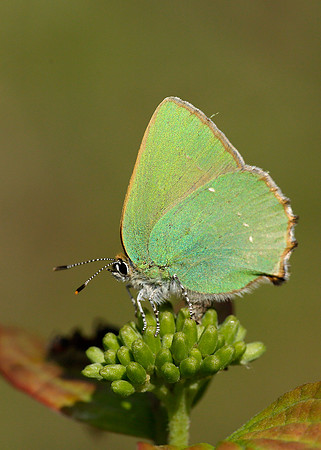 Green Hairstreak Callophrys rubi
