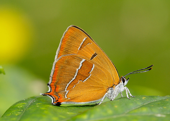 Brown Hairstreak Thecla betulae