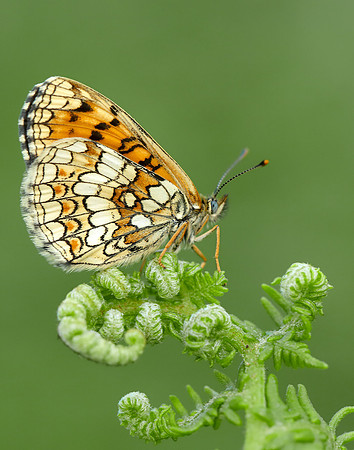 Heath Fritillary Melitaea athalia