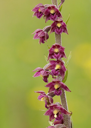 Dark Red Helleborine Epipactis atrorubens