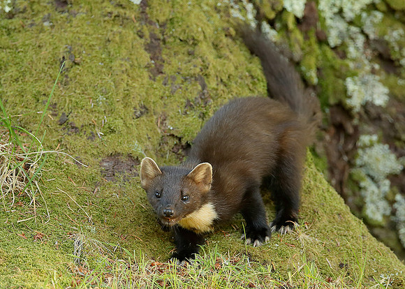 Pine Marten Martes martes