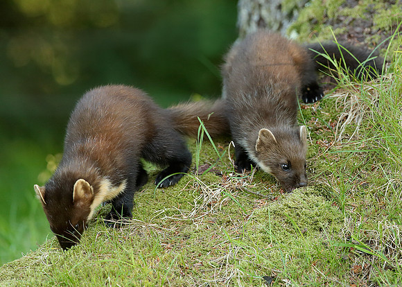 Pine Marten Martes martes