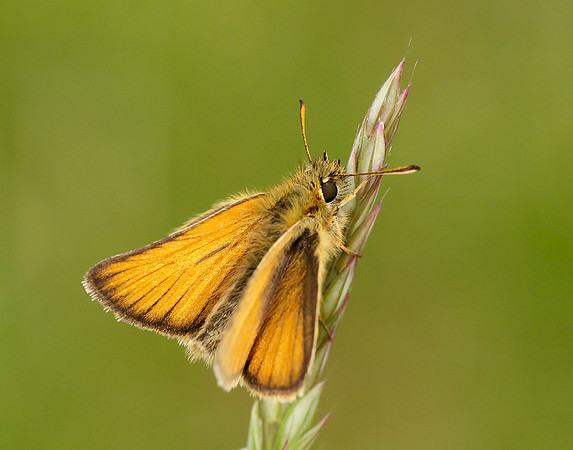 Essex Skipper Thymelicus lineola