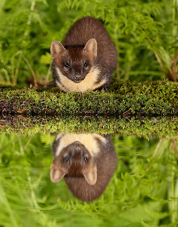 Pine Marten Martes martes