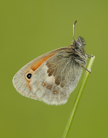 Small Heath Coenonympha pamphilus