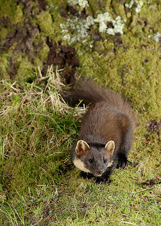 Pine Marten Martes martes