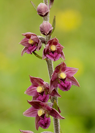 Dark Red Helleborine Epipactis atrorubens