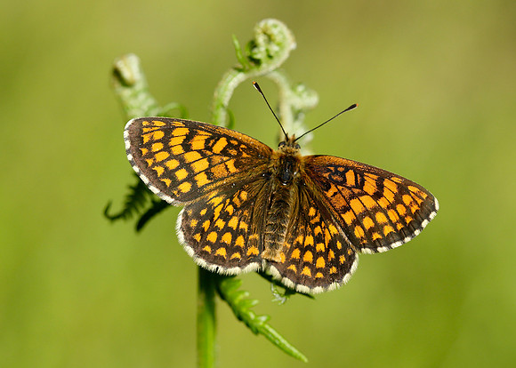 Heath Fritillary Melitaea athalia