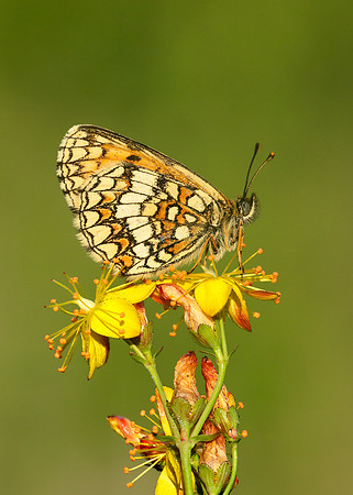 Heath Fritillary Melitaea athalia