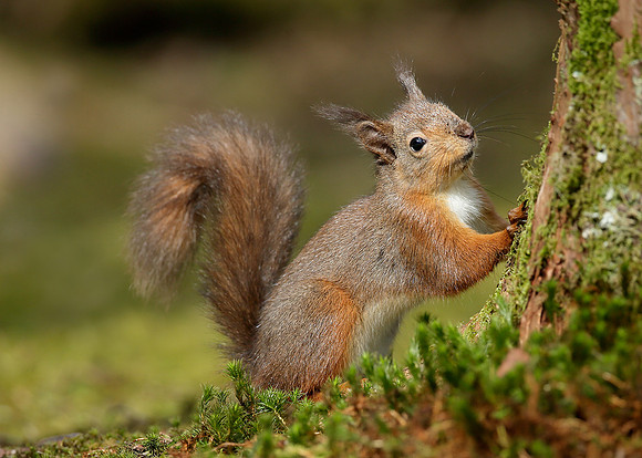 Red Squirrel Sciurus vulgaris