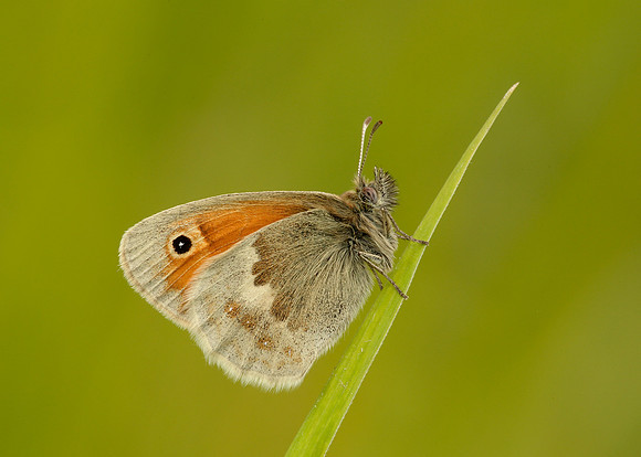 Small Heath Coenonympha pamphilus
