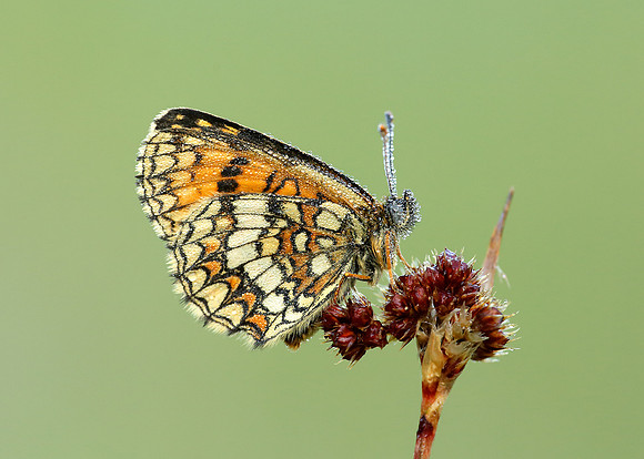 Heath Fritillary Melitaea athalia