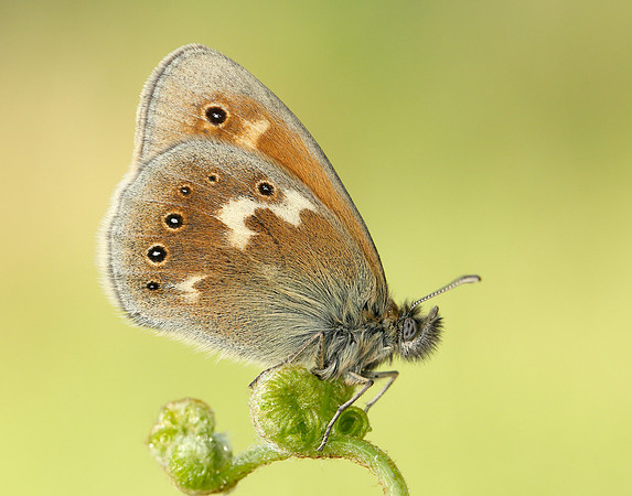 Large Heath Coenonympha tullia polydama