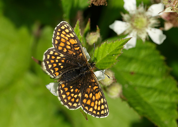 Heath Fritillary Melitaea athalia