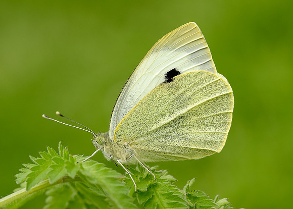Large White Pieris brassicae