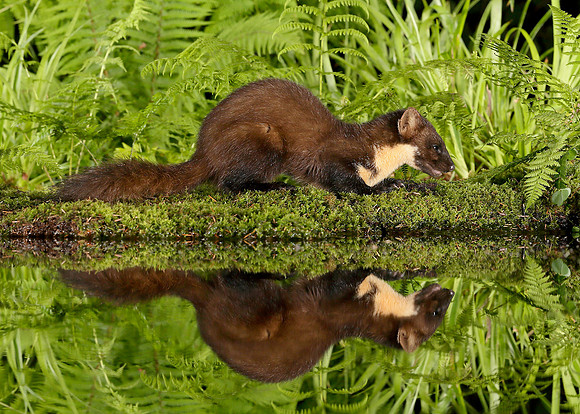 Pine Marten Martes martes