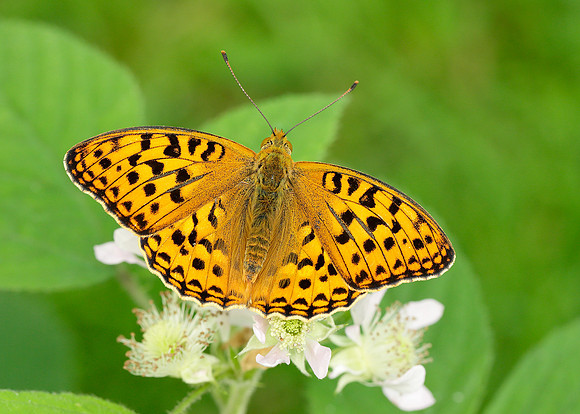 High Brown Fritillary Argynnis adippe