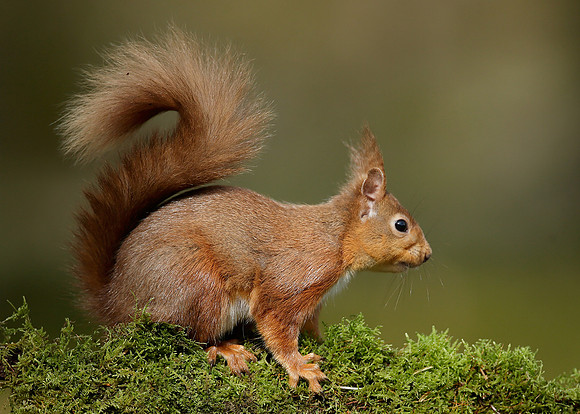 Red Squirrel Sciurus vulgaris