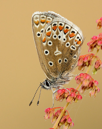 Common Blue Polyommatus icarus