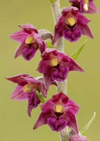 Dark Red Helleborine Epipactis atrorubens