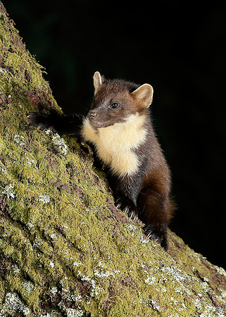 Pine Marten Martes martes