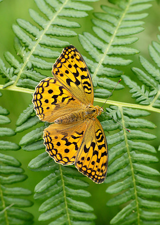 High Brown Fritillary Argynnis adippe