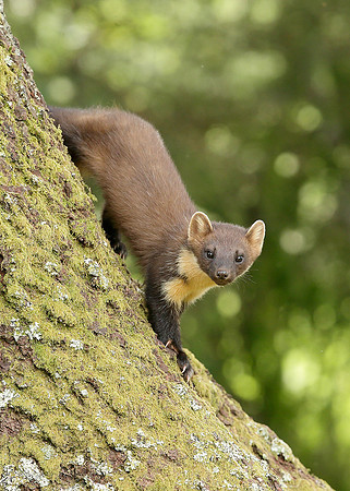 Pine Marten Martes martes