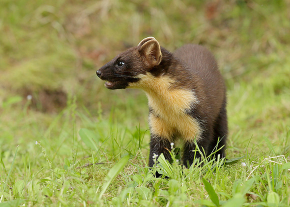 Pine Marten Martes martes