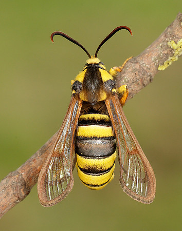 52.002 BF0370 Hornet Moth Sesia apiformis