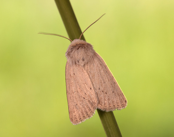 73.149 BF2347  Concolorous Photedes extrema