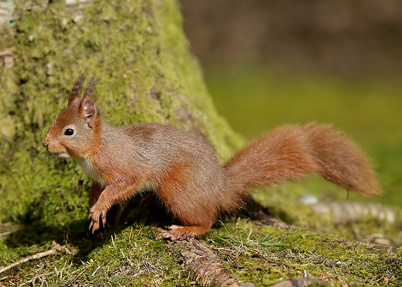 Red Squirrel Sciurus vulgaris
