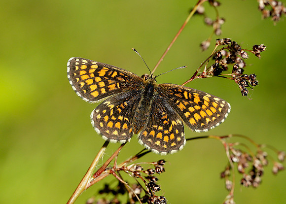 Heath Fritillary Melitaea athalia