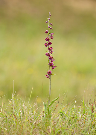 Dark Red Helleborine Epipactis atrorubens