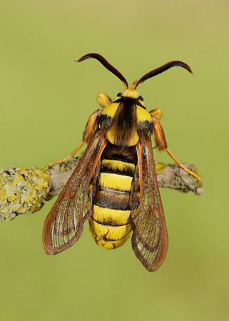 52.002 BF0370 Hornet Moth Sesia apiformis