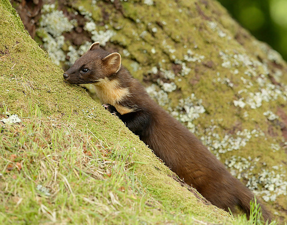 Pine Marten Martes martes