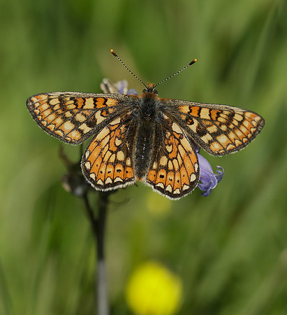Marsh Fritillary Euphydryas aurinia