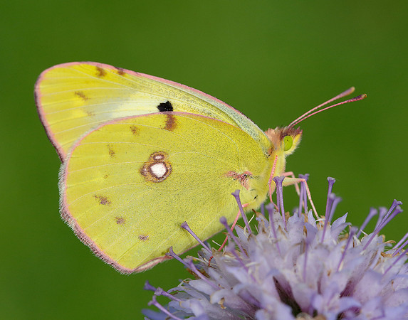Clouded Yellow Colias croceus