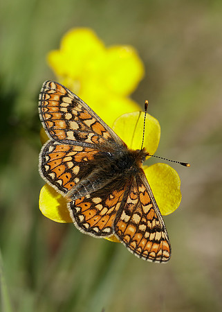 Marsh Fritillary Euphydryas aurinia