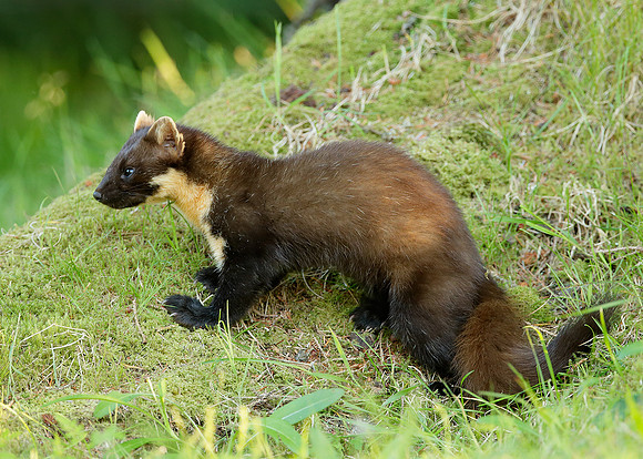 Pine Marten Martes martes