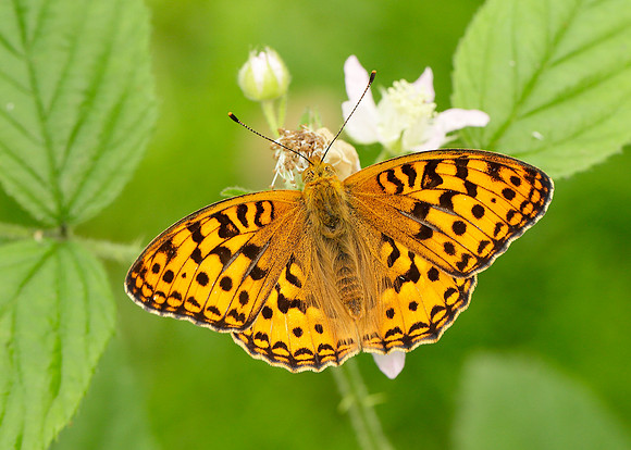 High Brown Fritillary Argynnis adippe