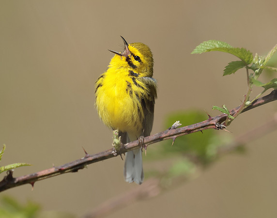 Prairie Warbler Setophaga discolor