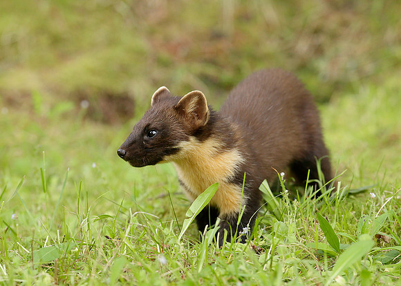 Pine Marten Martes martes