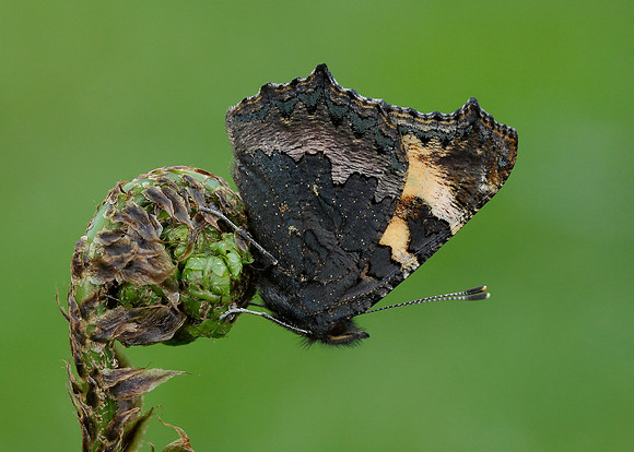 Small Tortoiseshell Aglais urticae