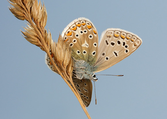 Common Blue Polyommatus icarus