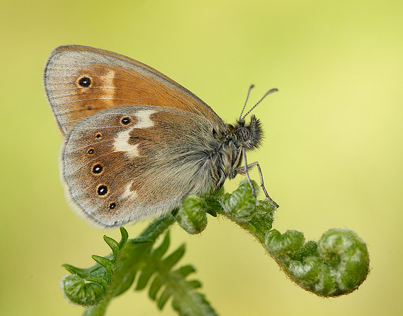 Large Heath Coenonympha tullia polydama