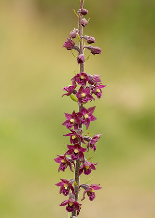 Dark Red Helleborine Epipactis atrorubens
